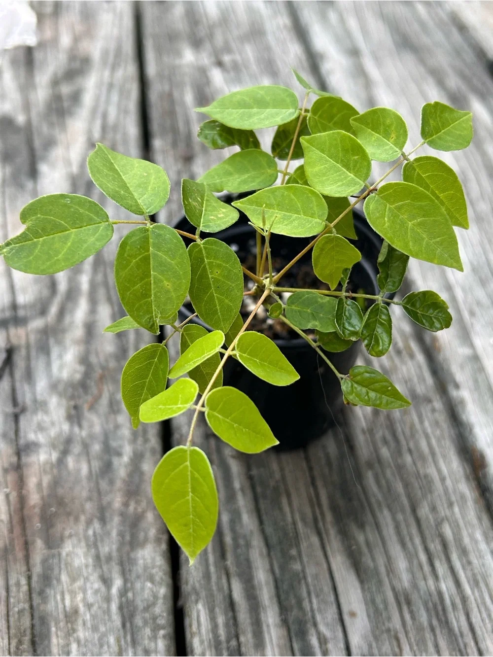 Lavender Wisteria 4” plant
